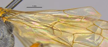 Media type: image;   Entomology 26664 Aspect: Wing hind